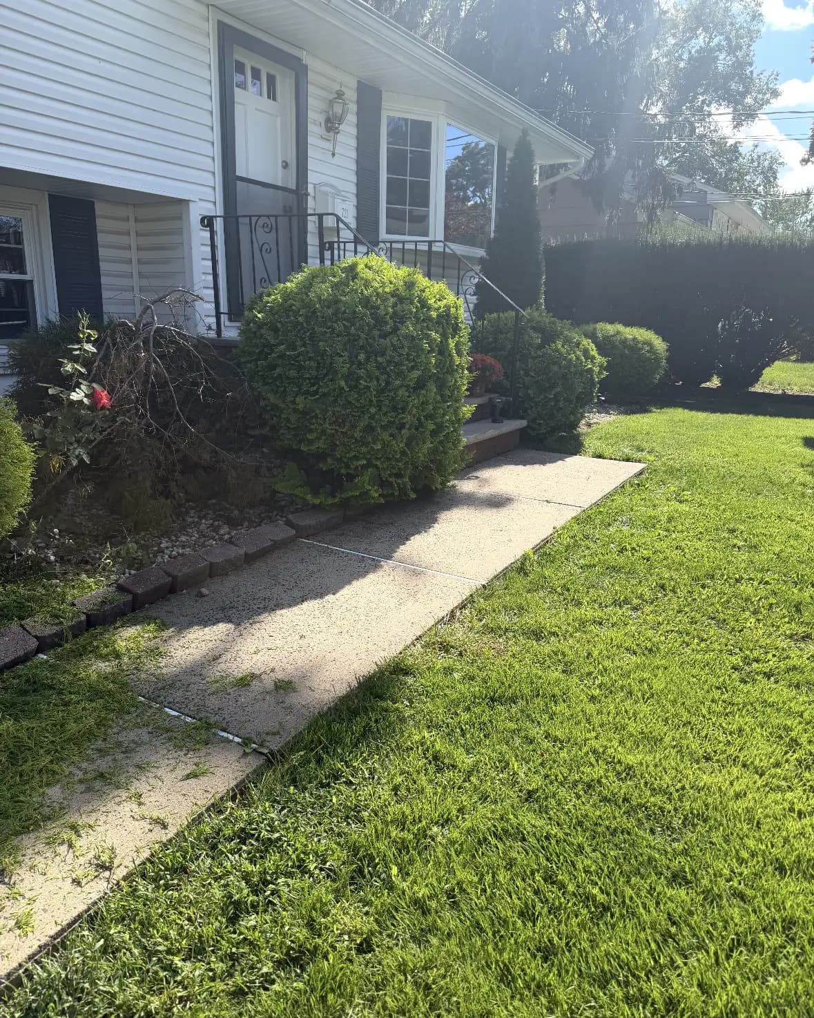 Trimmed round shrubs along a front walkway