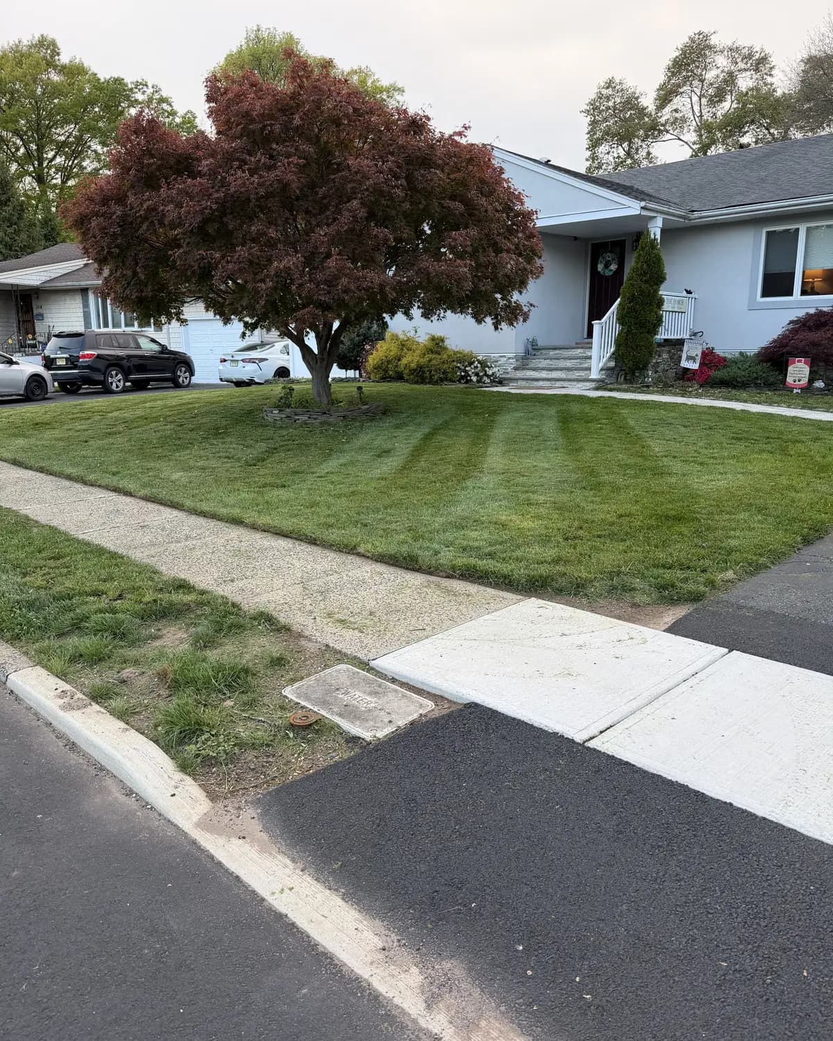 A mowed front lawn around a red Japanese maple